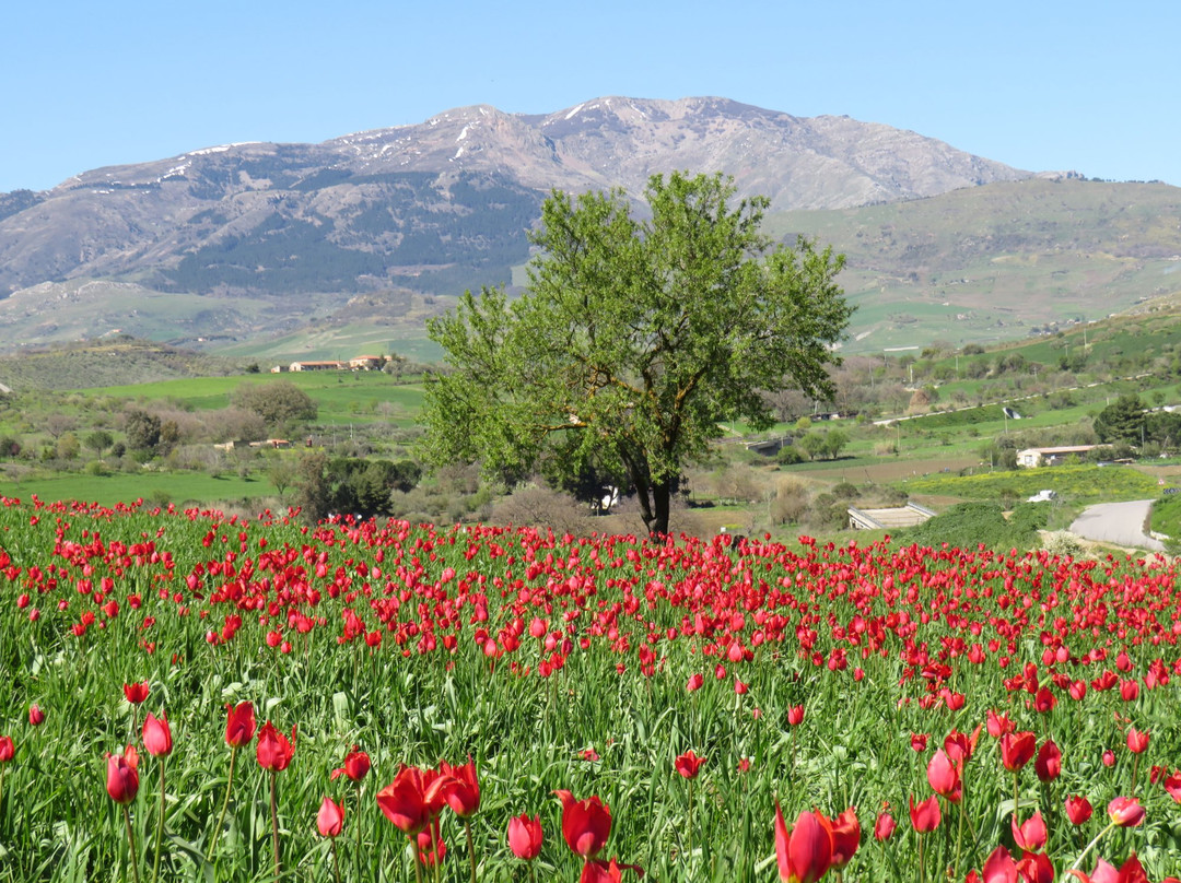 Blufi旅游攻略图片