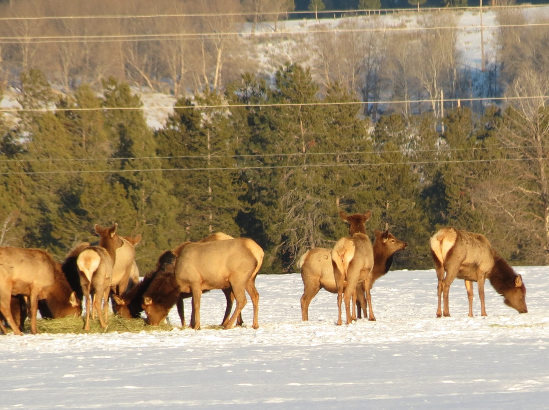 Birch Glen Lodge & Motel主图