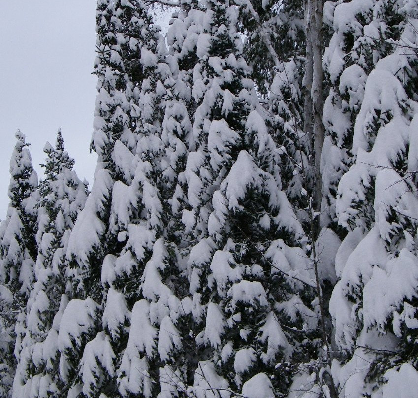 Camp Driftwood主图