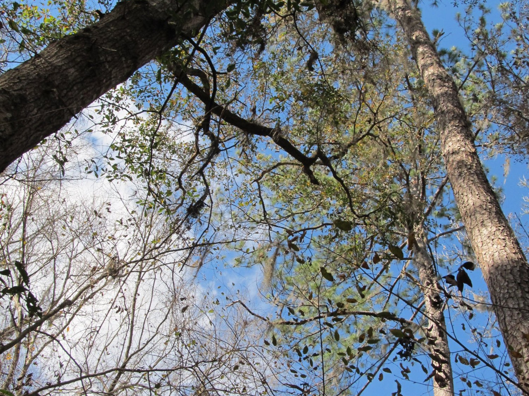 San Felasco Hammock Preserve State Park景点图片