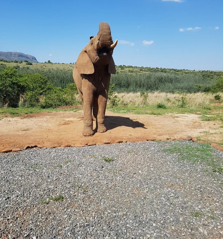 Askari Game Lodge-比勒陀利亚必去景点