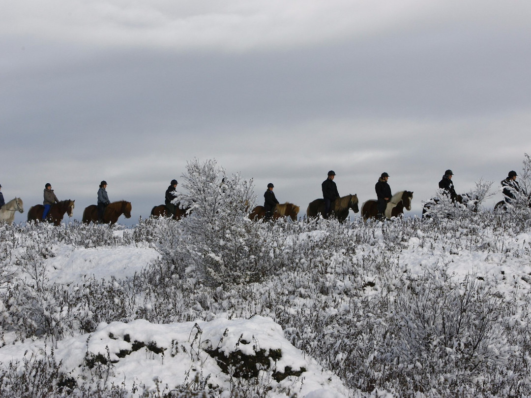Ishestar Horse Riding Tours-雷克雅未克必去景点