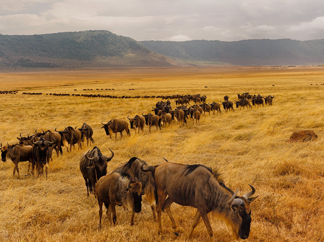 Elky Tours & Travel Kenya-迪亚尼必去景点