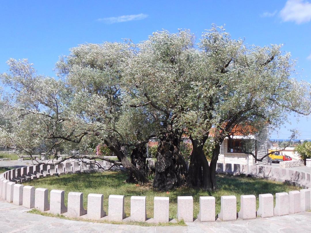 Old Olive Tree景点图片