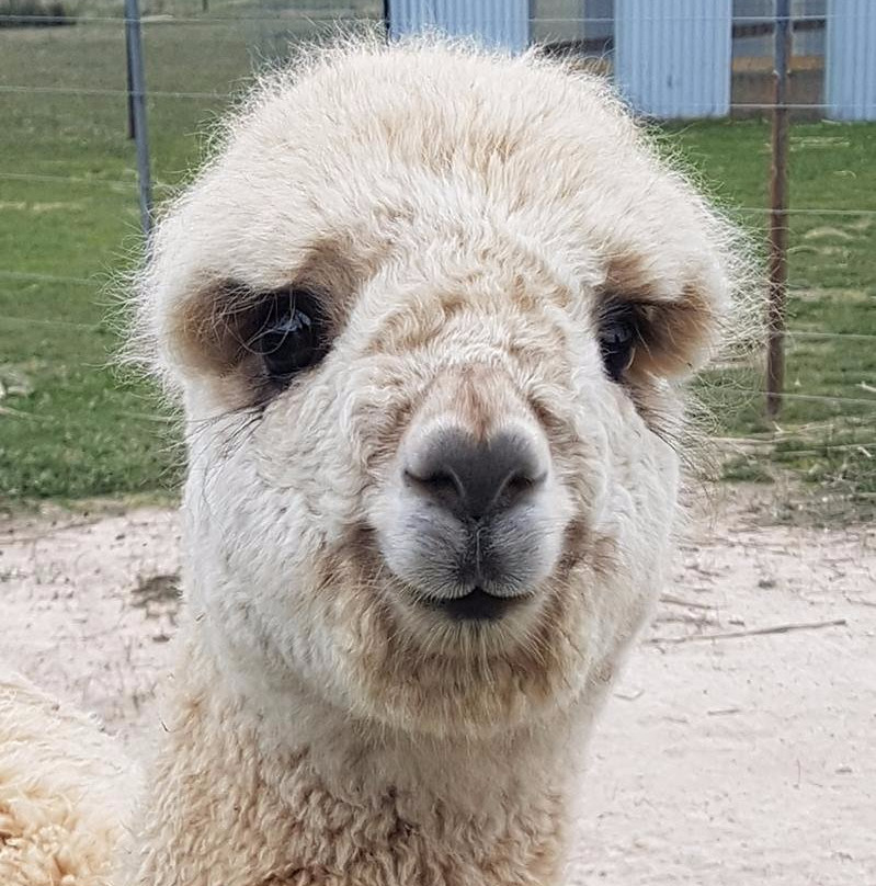 Redbank Alpacas-Redbank必去景点