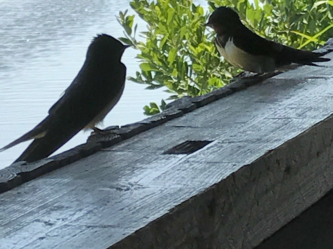 NABU-Wasservogelreservat Wallnau-Fehmarn必去景点