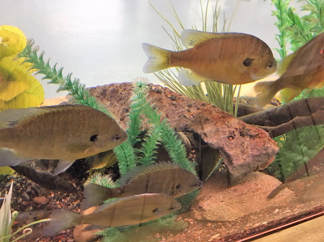 Minnesota Fishing Museum-Little Falls必去景点