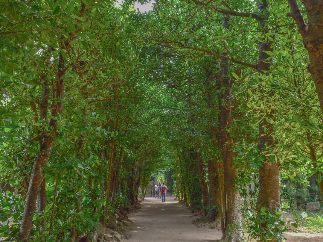 备瀨福木林道景点图片