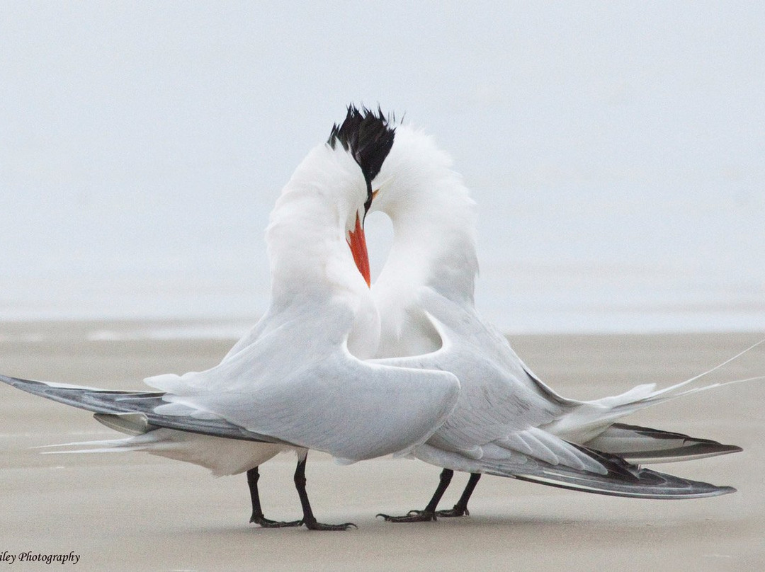 Square Gallery-Goliad必去景点