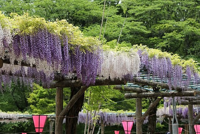 Rengejiike Park Fuji Festival景点图片