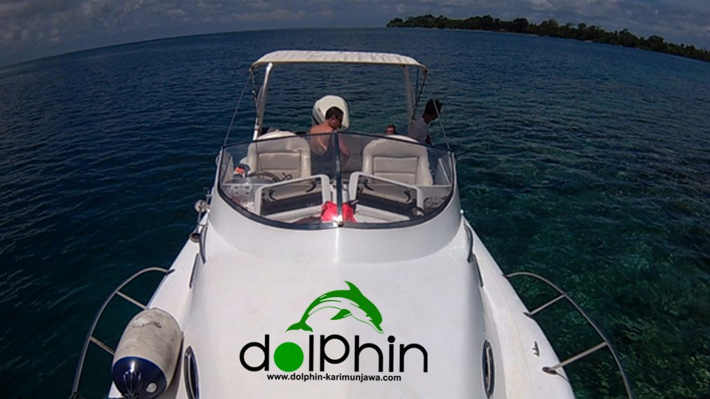 Dolphin Karimunjawa-卡里蒙加瓦必去景点