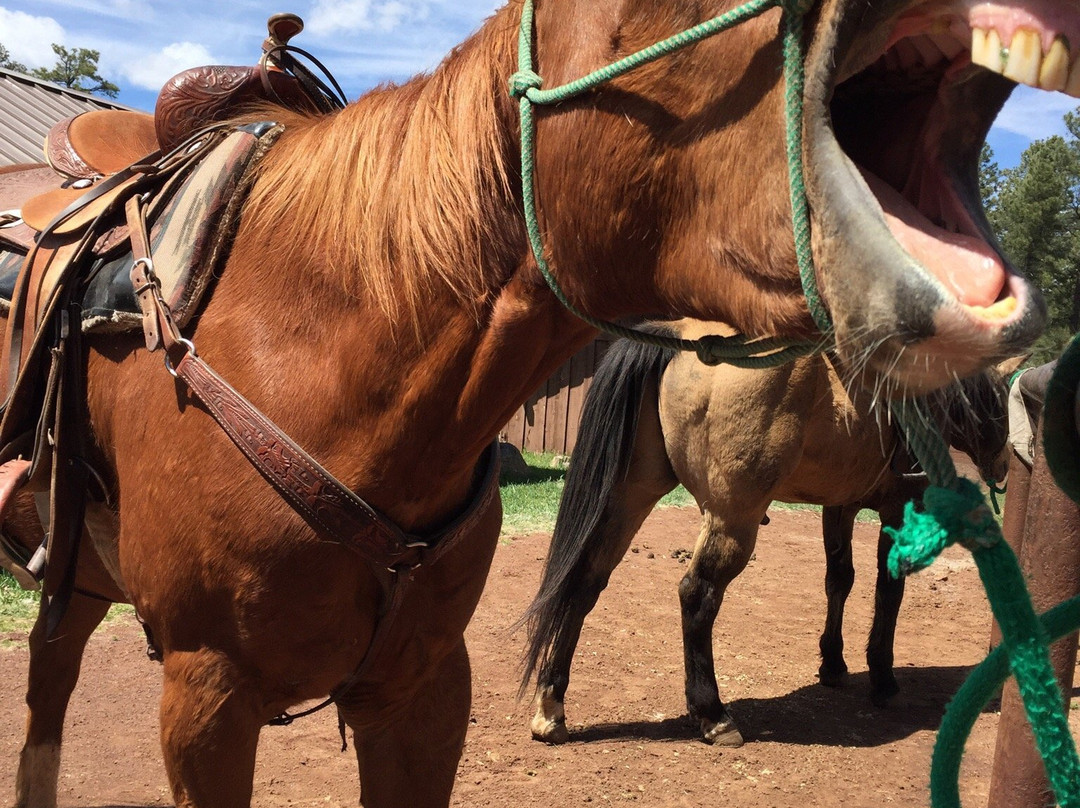 Pinetop Lakes Activity Center & Stables-Pinetop-Lakeside必去景点