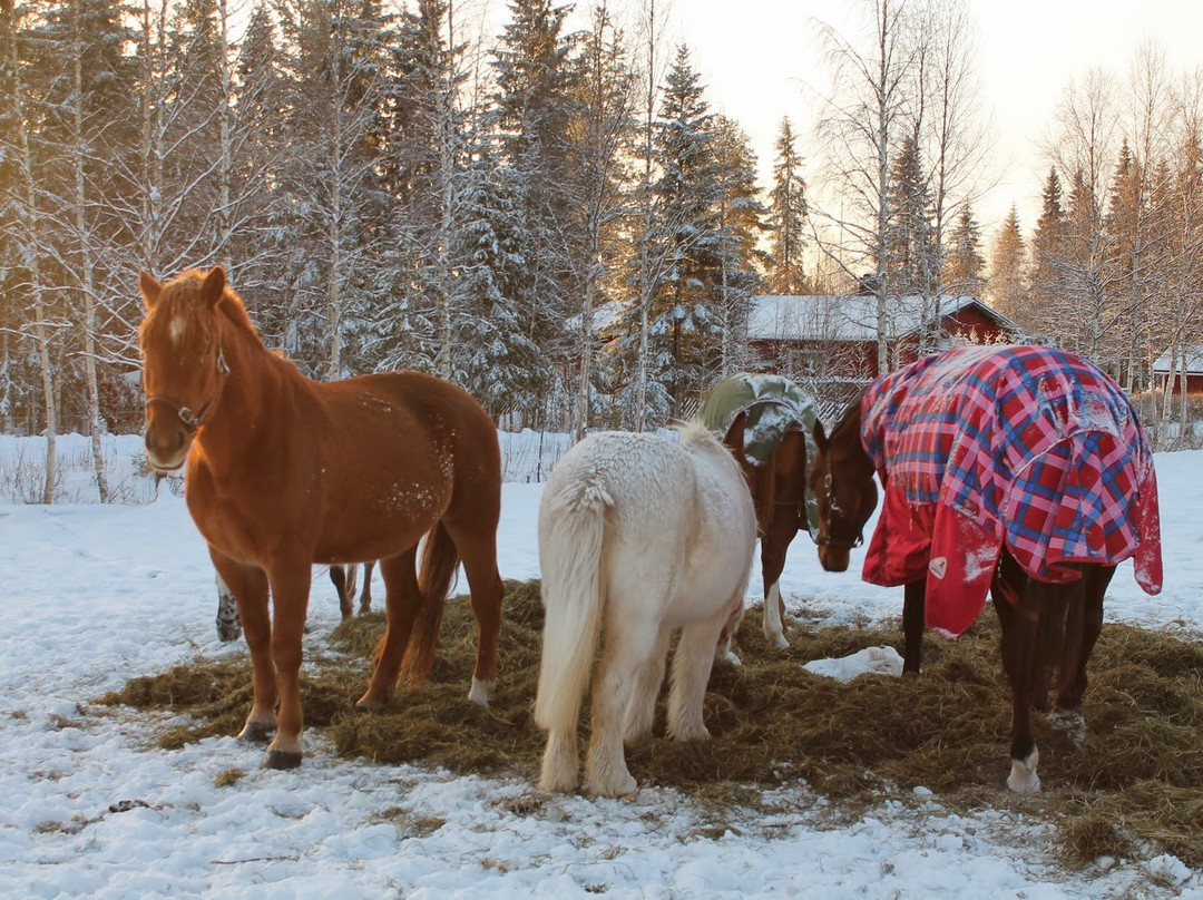 Off-Piste Adventures-Kemijarvi必去景点