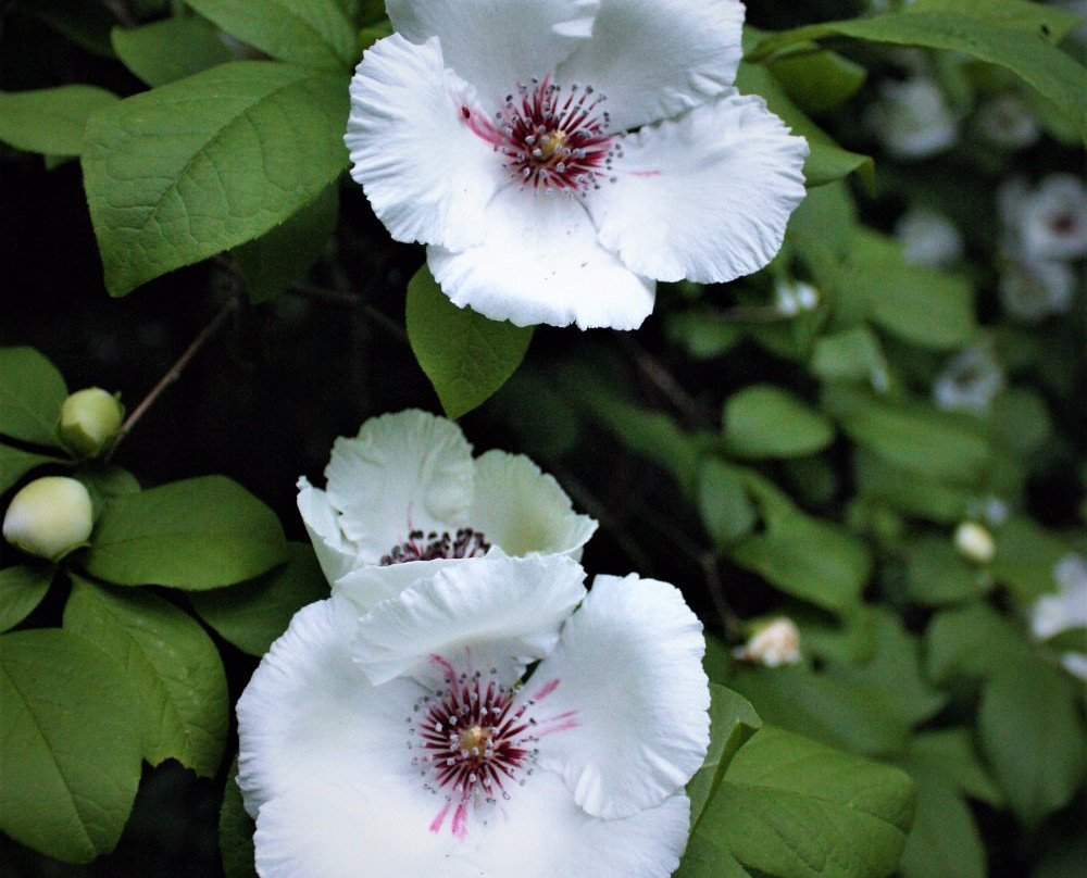 Briarwood - The Caroline Dormon Nature Preserve景点图片