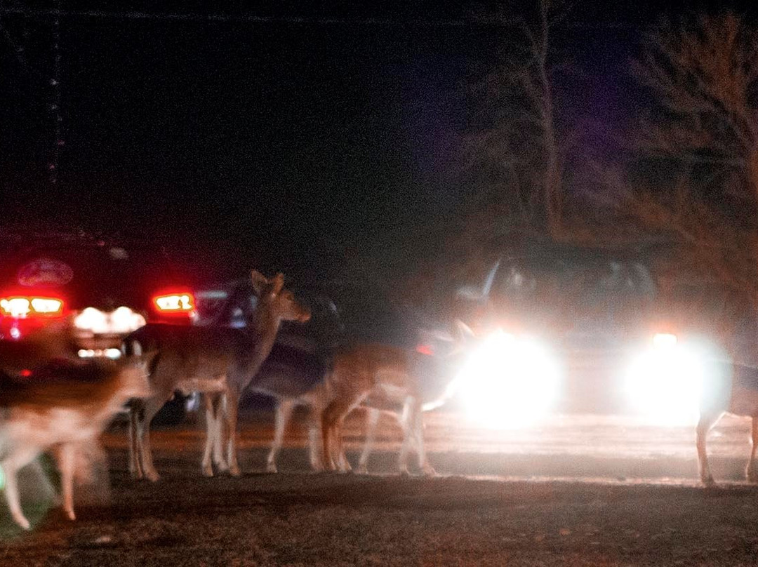 Hollywild Animal Park景点图片