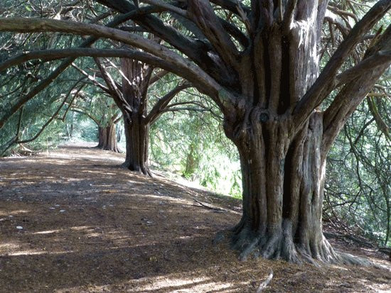 Scadbury Park景点图片