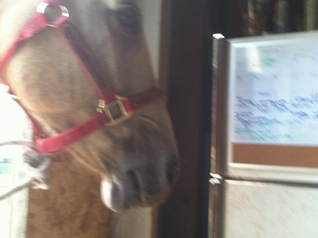 Flying Q-费耶特维尔必去景点