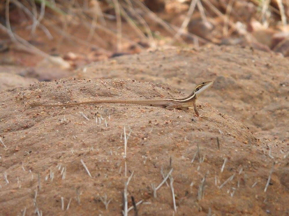 Iytwelepenty / Davenport Ranges National Park-Ali-Curung必去景点
