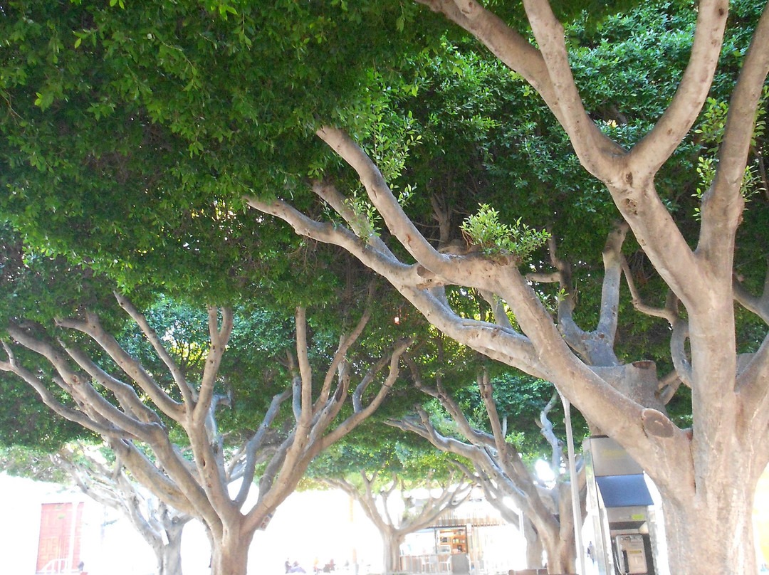 Parroquia de San Andres Aspostol景点图片