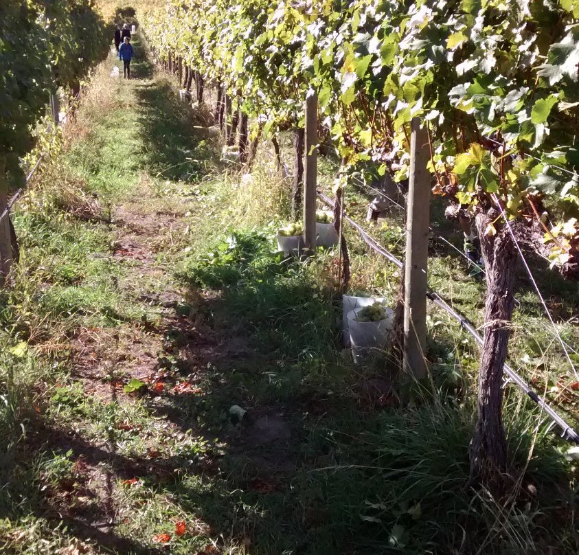SummerGate Winery景点图片