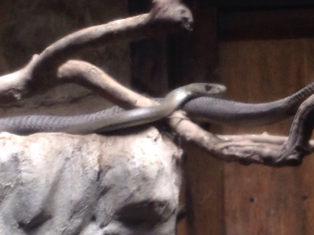 Ndlondlo Reptile Park-巴利托必去景点