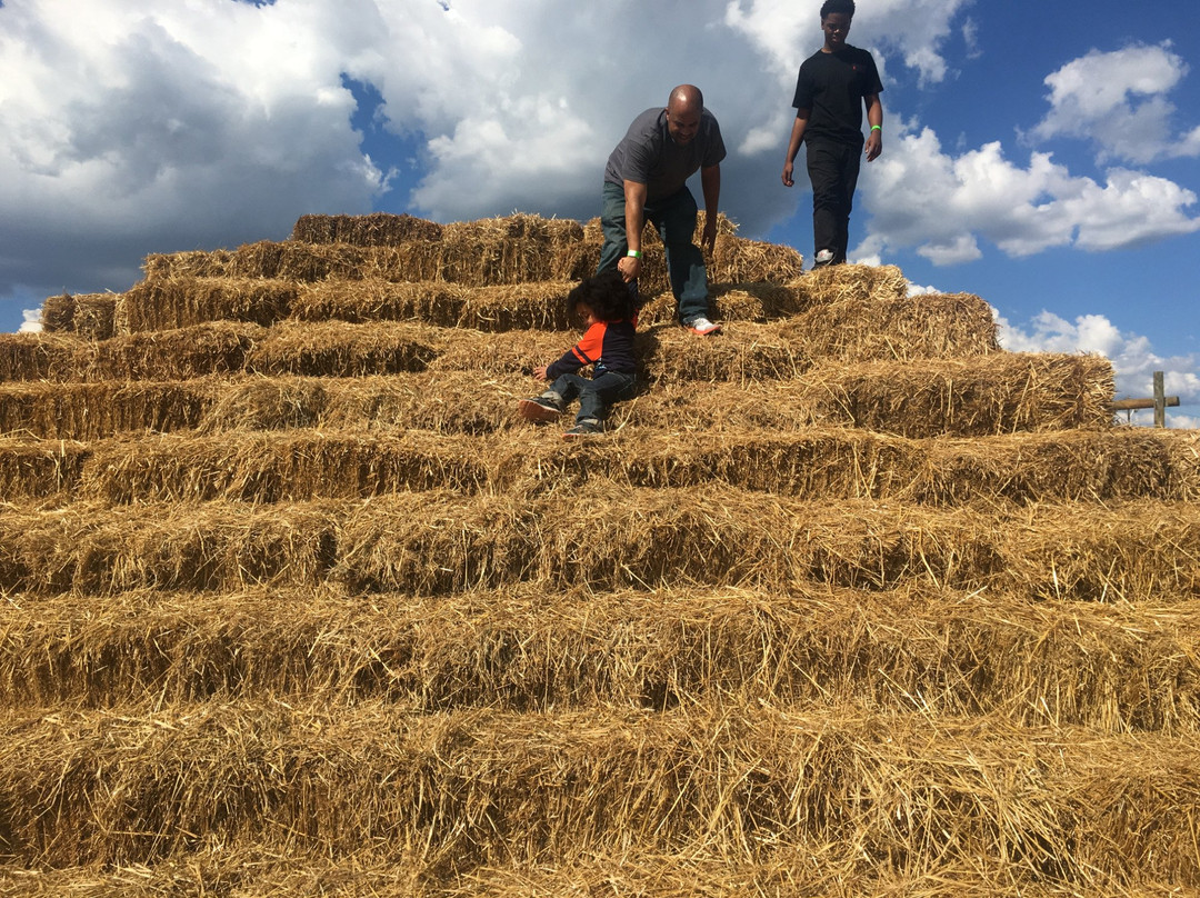 Corn Dawgs Corn Maze-Loganville必去景点