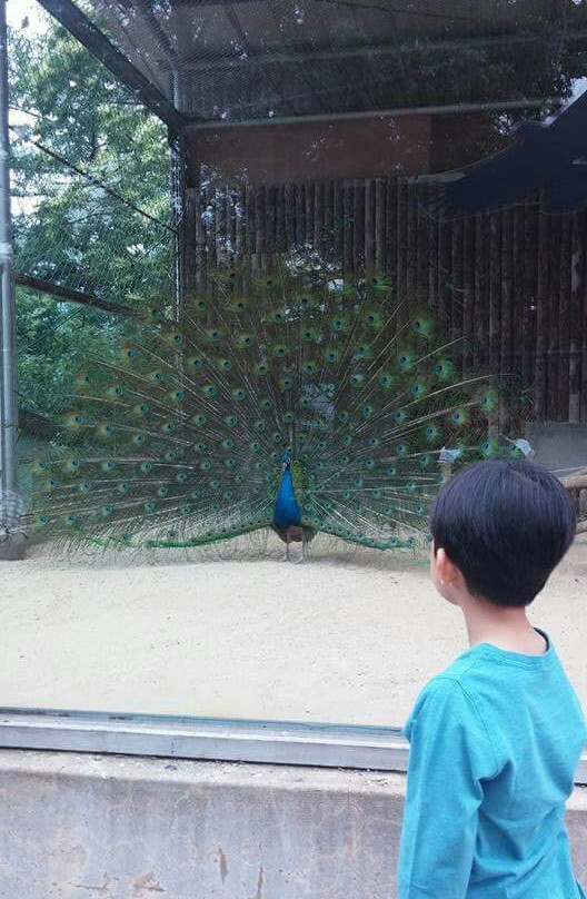 Cheongju Zoo-清州市必去景点