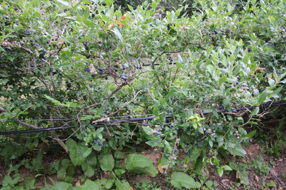 Blue Vista Farm-Bayfield必去景点