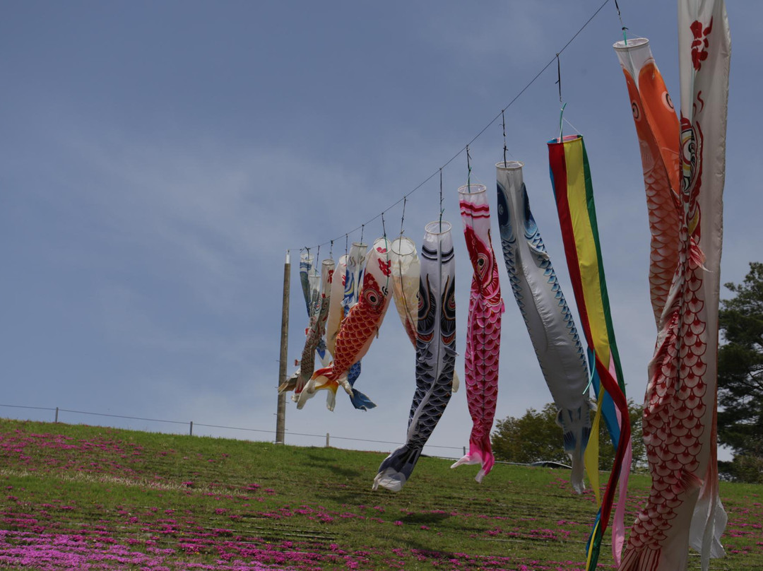 Shibazakura Matsuri-市贝町必去景点