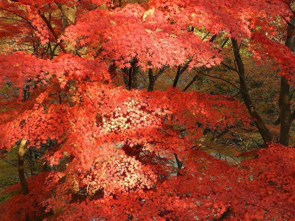 Mt. Ohirayama-岚山町必去景点