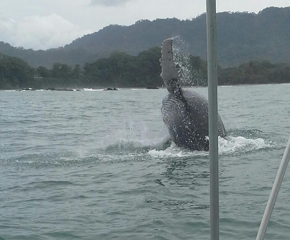 Dominicalito Fishing Tours景点图片