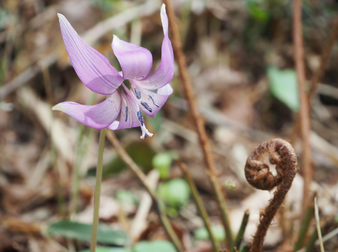 Tashinji Temple-丹波市必去景点