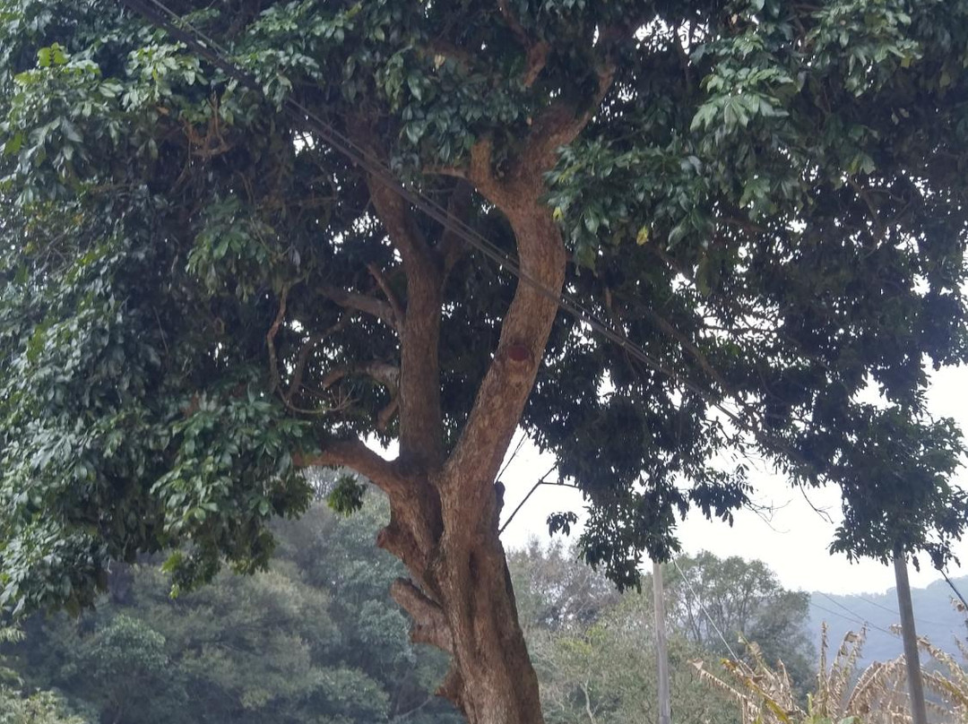 马峦山-深圳市必去景点