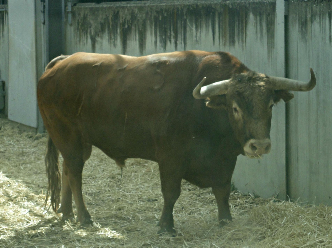 Corrales del Gas-潘普洛纳必去景点