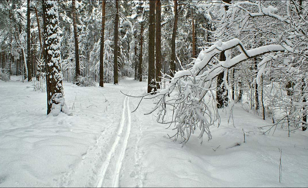 Sosnovy Bor Ski Lodge景点图片
