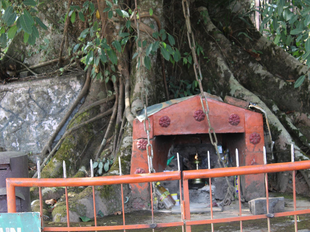 Chain Tree of Karinthandan-Vythiri必去景点