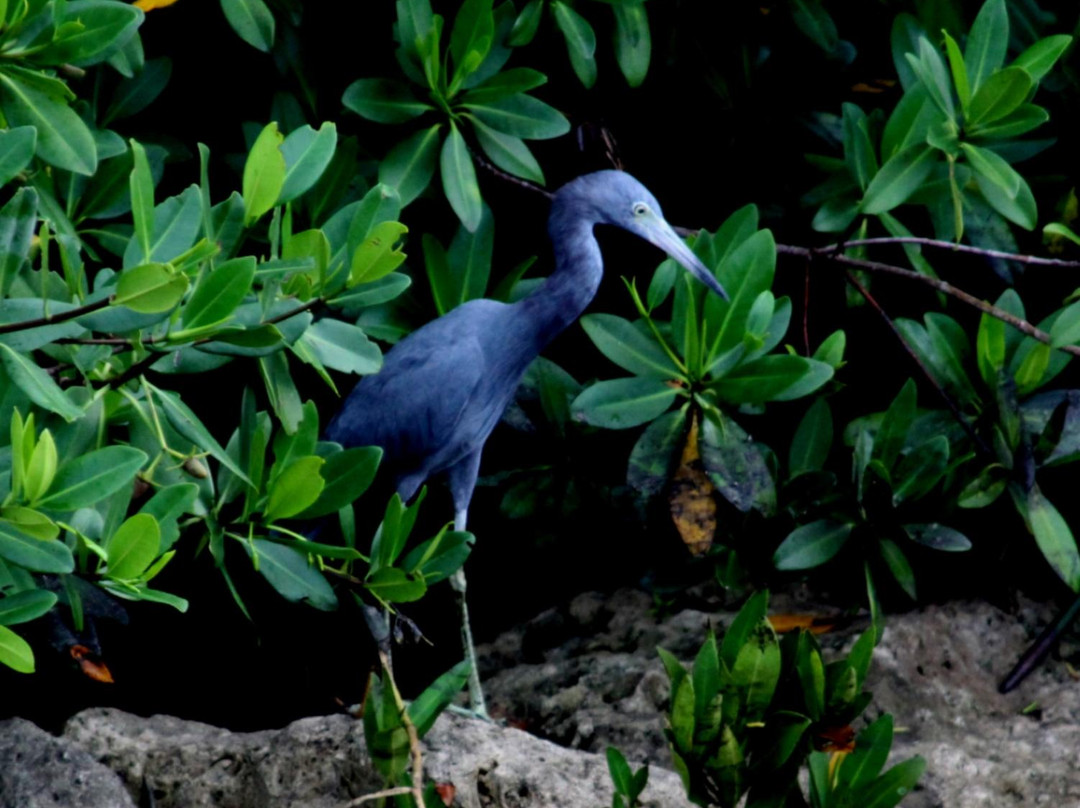 Snook Islands Natural Area-莱克沃思必去景点