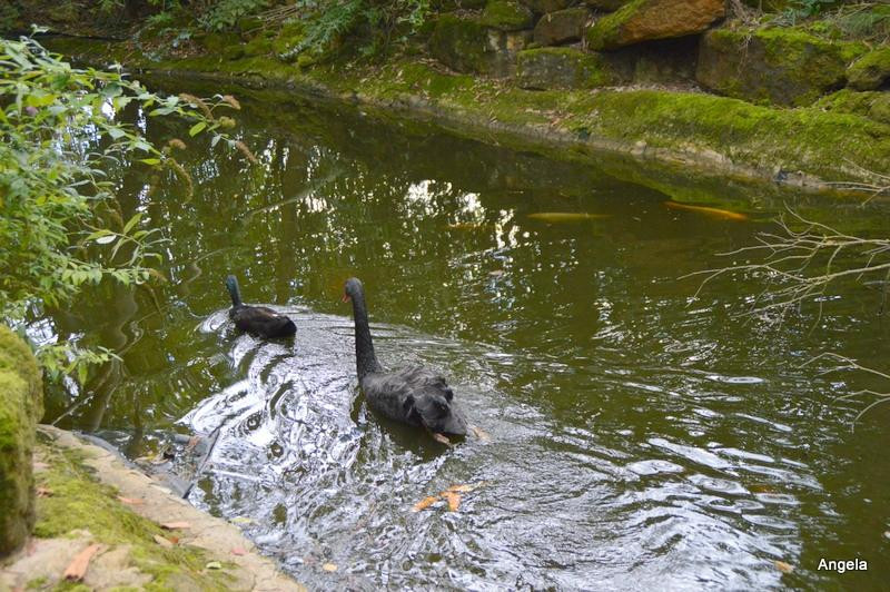 Walpole Water Garden景点图片