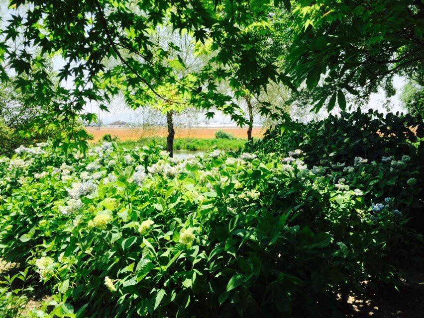 Moriyama Ashikarien Garden-守山市必去景点