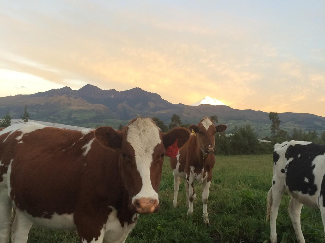 Hosteria Sur Campestre主图