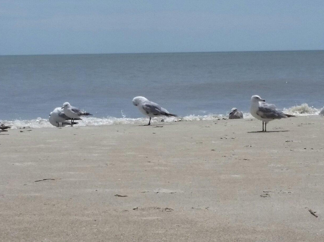 Folly Field Beach Park-希尔顿头岛必去景点