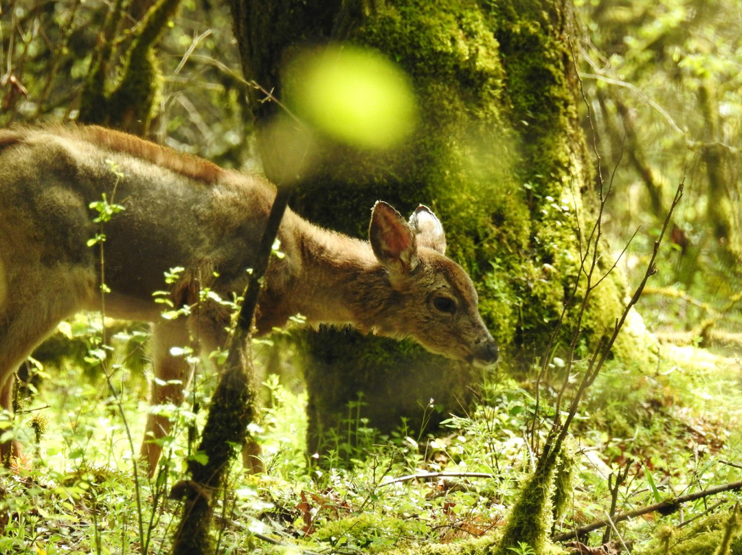 Mount Talbert Nature Park-Clackamas必去景点