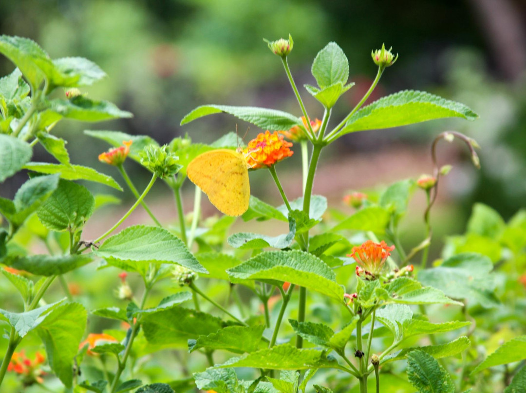 Palm Tree Gardens Botanical Garden-Saint David's必去景点