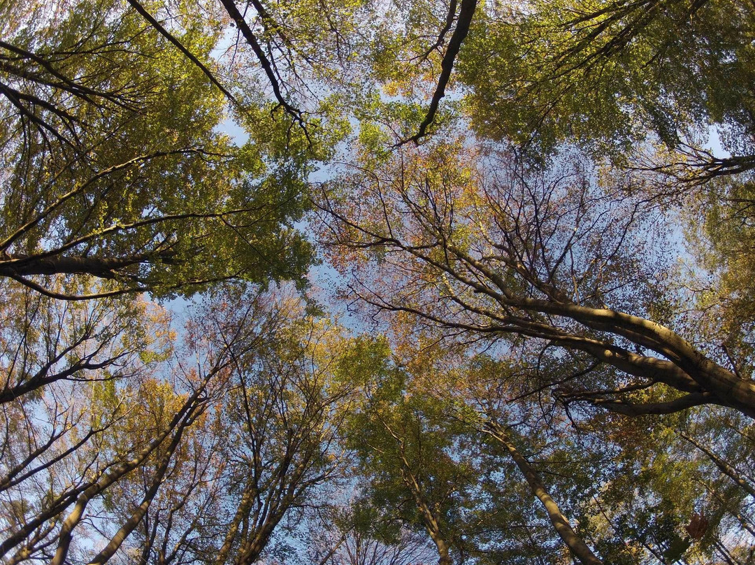 Erlebniskletterwald-罗拉克必去景点