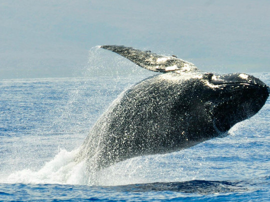 三帆海上巡游-拉海纳必去景点