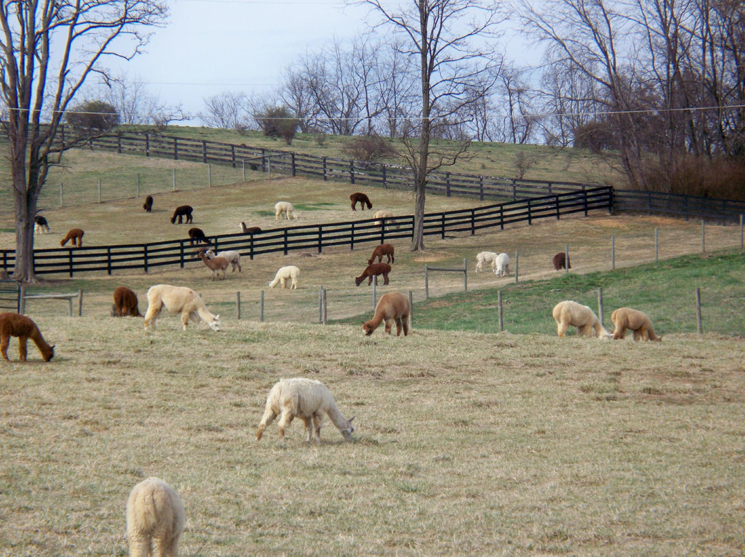 Dreamland Alpacas LLC-Meadowview必去景点