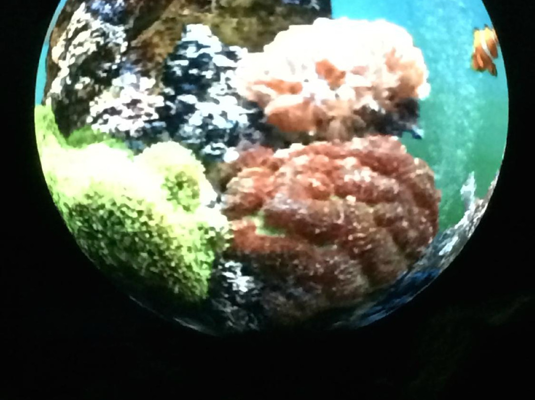 Tauese P.F. Sunia Ocean Center (National Marine Sanctuary of American Samoa)景点图片