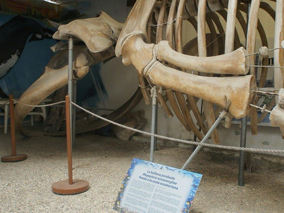 Museo de las Ballenas-萨利纳斯必去景点