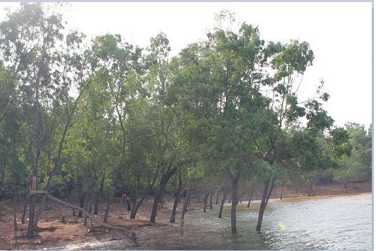 Sharavati River景点图片