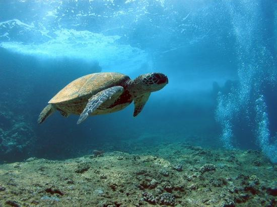 鲨鱼湾-Pupukea必去景点